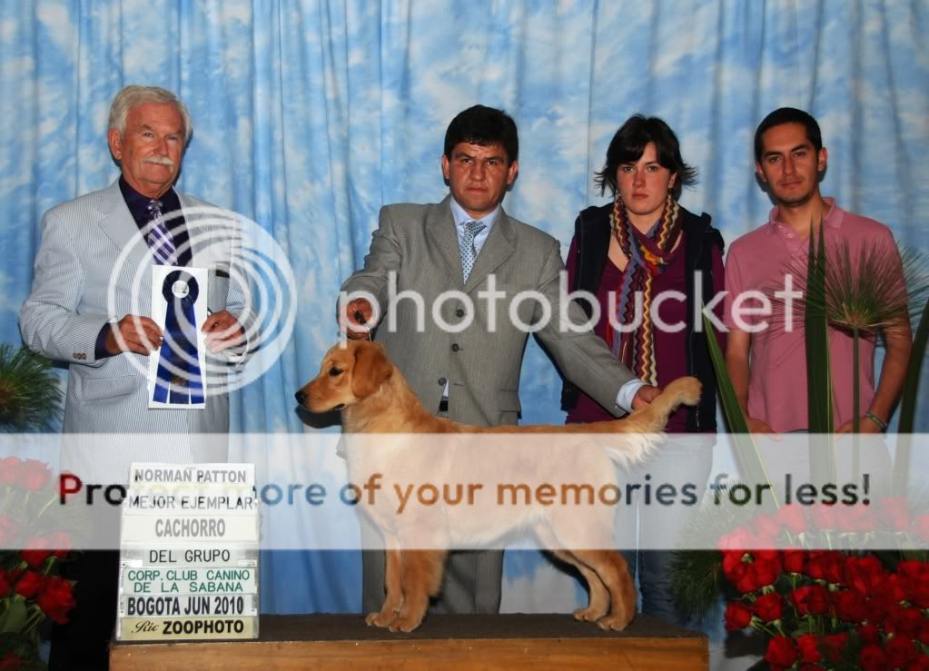 Dog picture