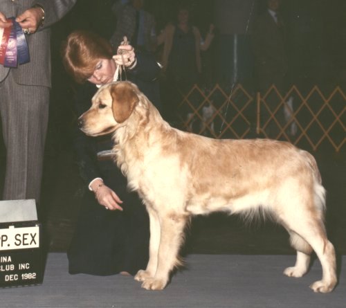 Dog picture