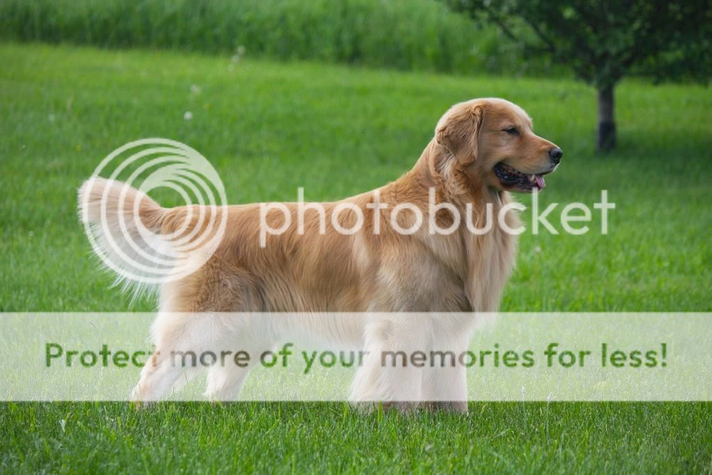 Dog picture