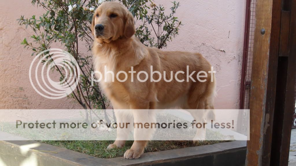 Dog picture