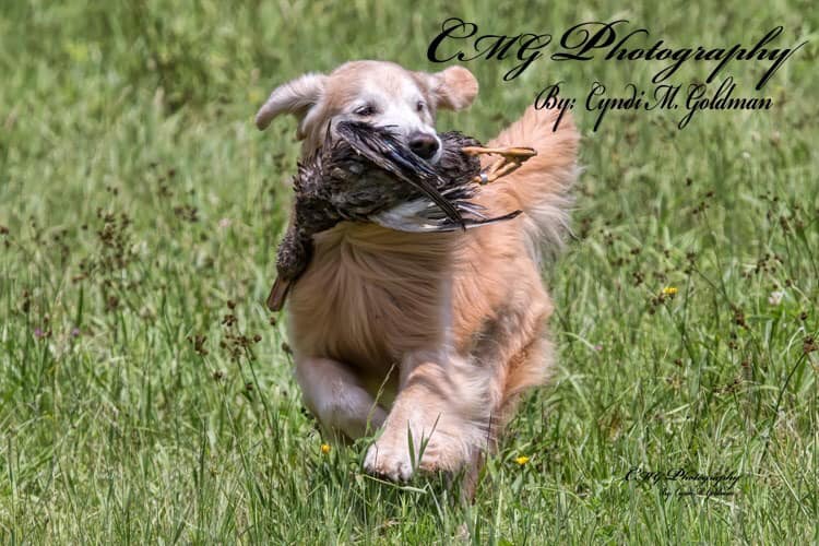 Dog picture