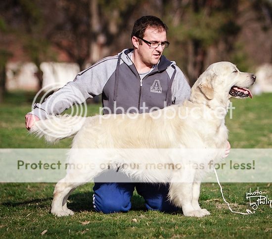 Dog picture