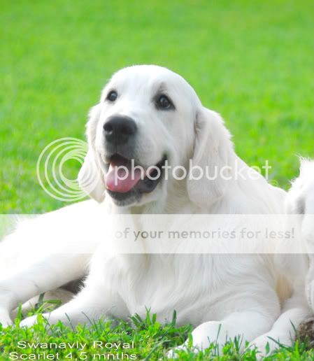 Dog picture