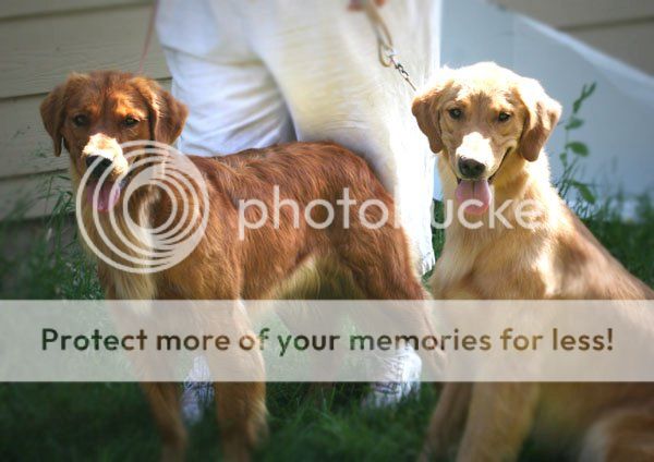 Dog picture