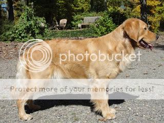 Dog picture