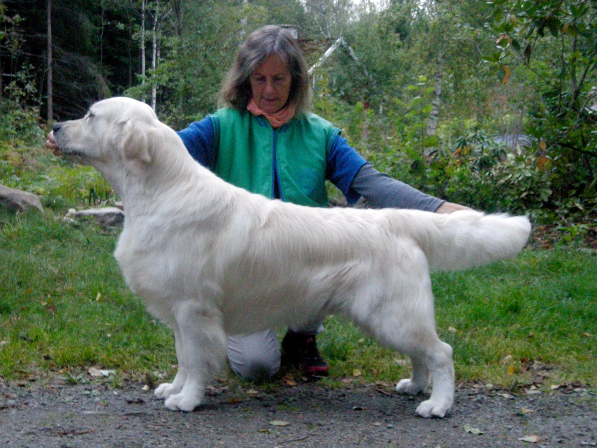 Dog picture