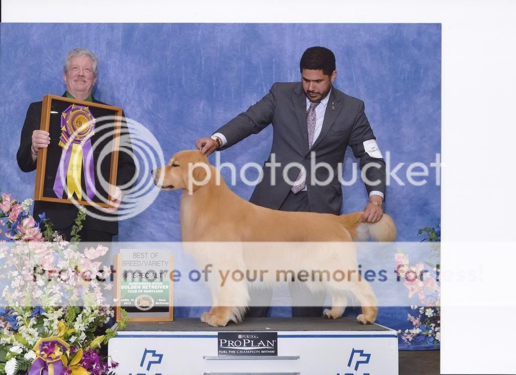 Dog picture