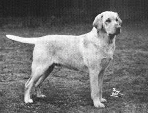 Dog picture