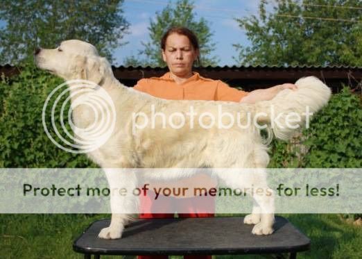 Dog picture