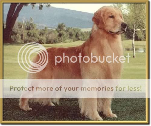 Dog picture
