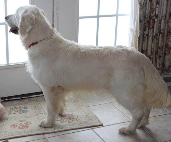 Dog picture