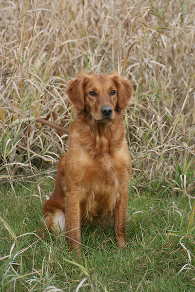 Dog picture