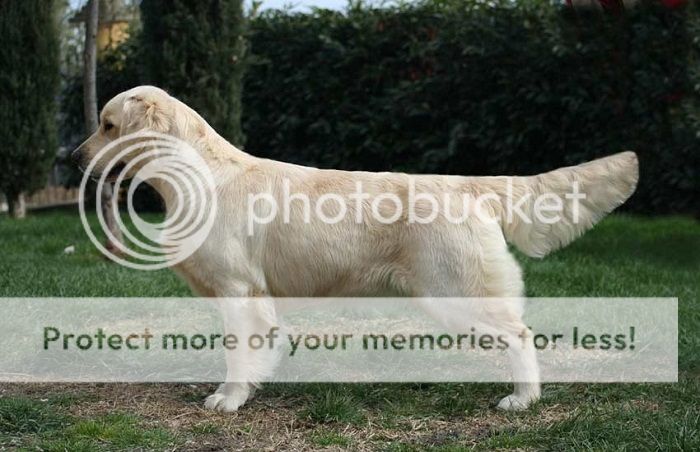 Dog picture