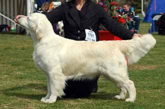 Dog picture
