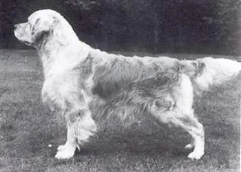 Dog picture