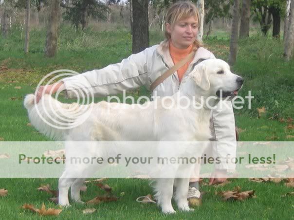 Dog picture