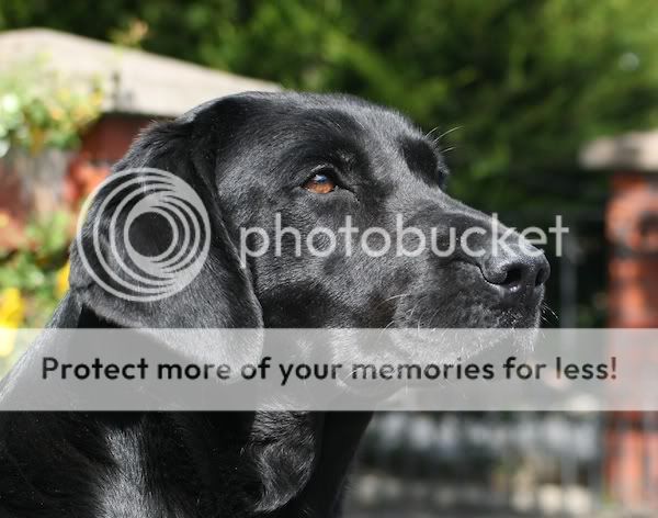 Dog picture