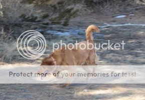 Dog picture
