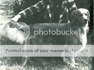 Dog picture