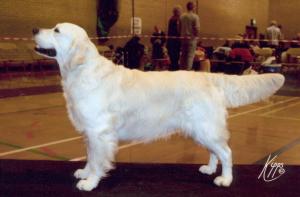 Dog picture