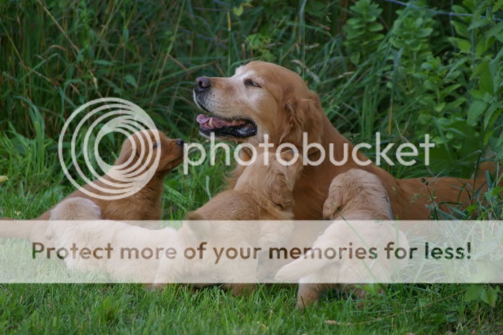 Dog picture