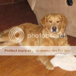 Dog picture