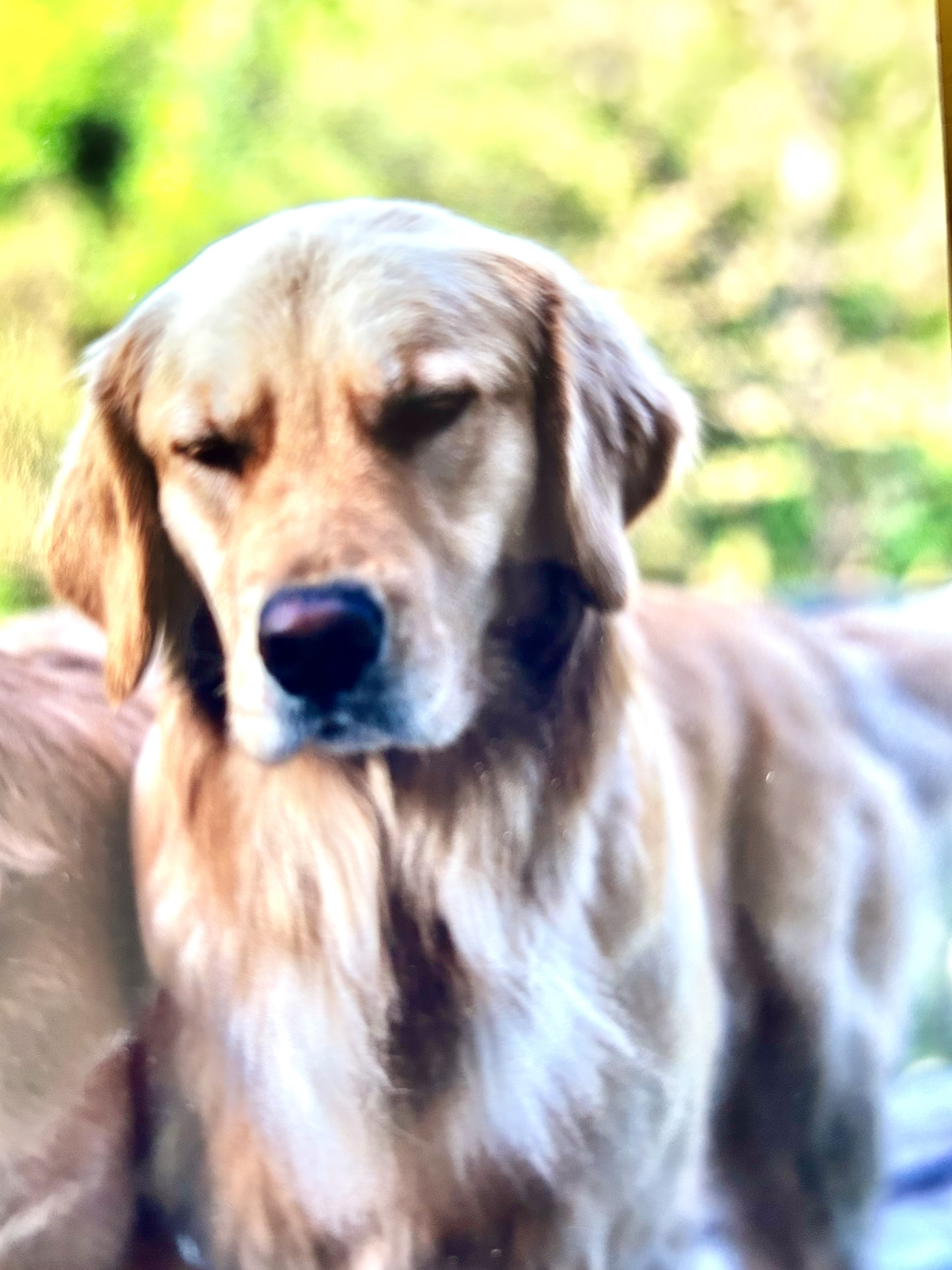 Dog picture