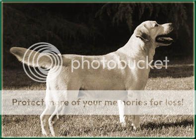 Dog picture