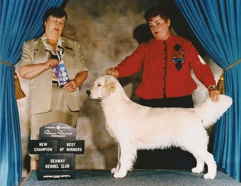 Dog picture