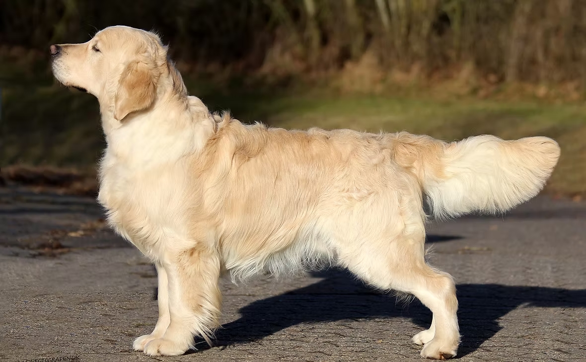 Dog picture