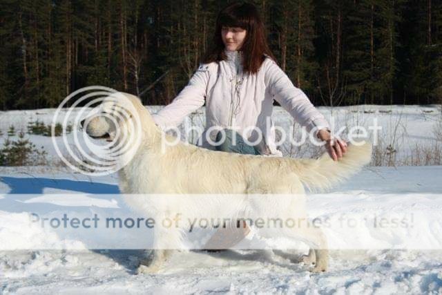 Dog picture