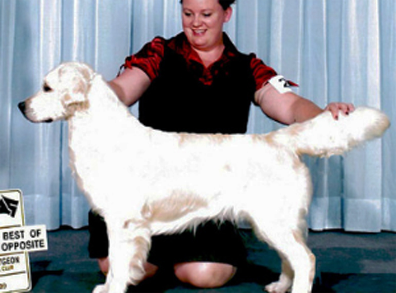 Dog picture