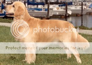 Dog picture