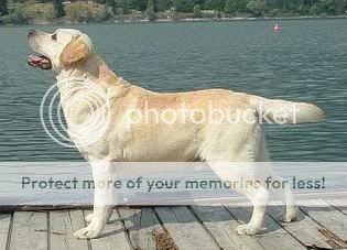 Dog picture