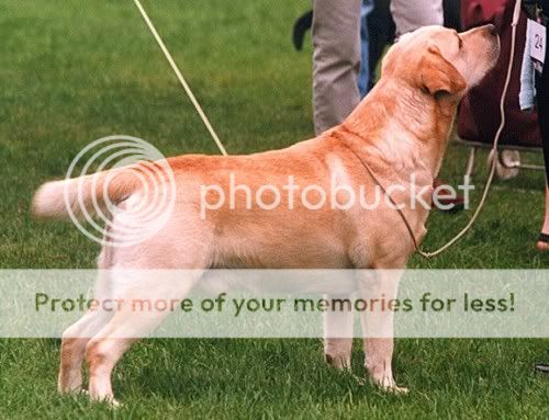 Dog picture