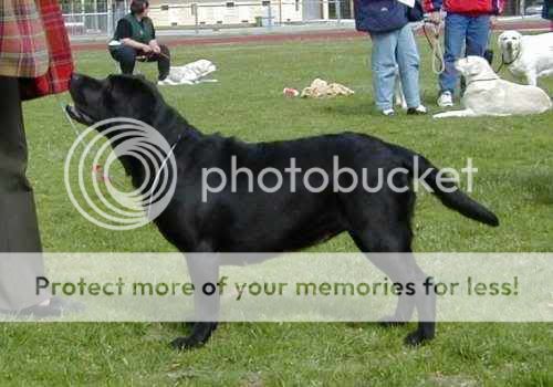 Dog picture