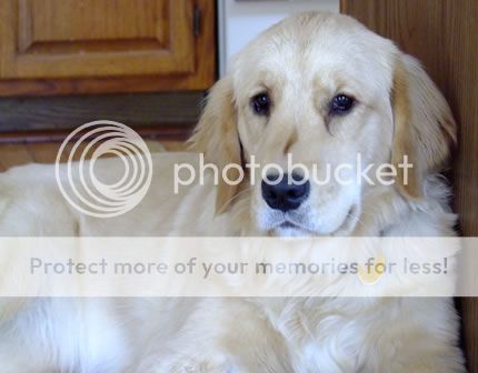 Dog picture