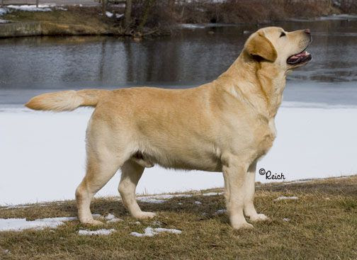 Dog picture