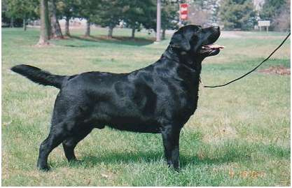 Dog picture