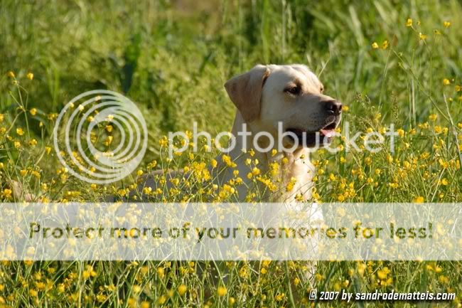 Dog picture