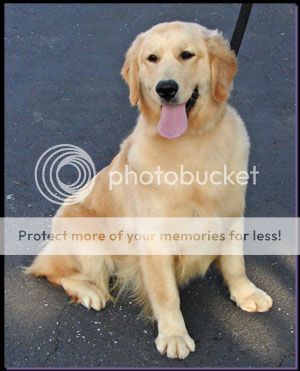 Dog picture