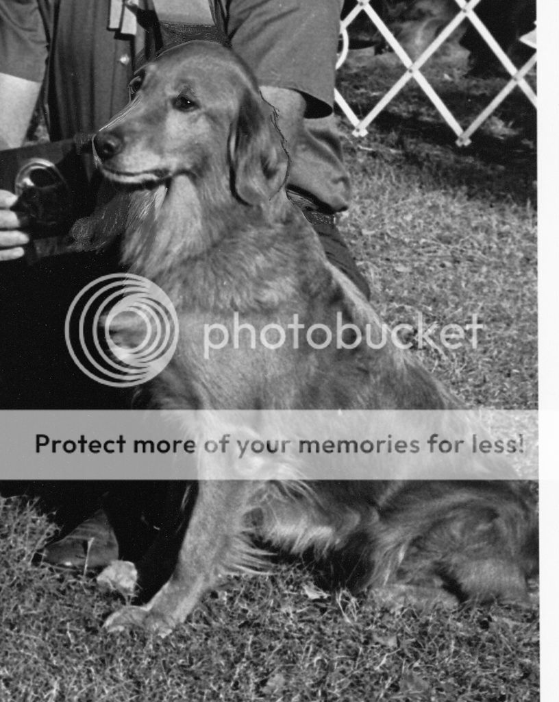Dog picture