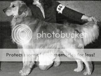 Dog picture