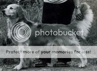 Dog picture