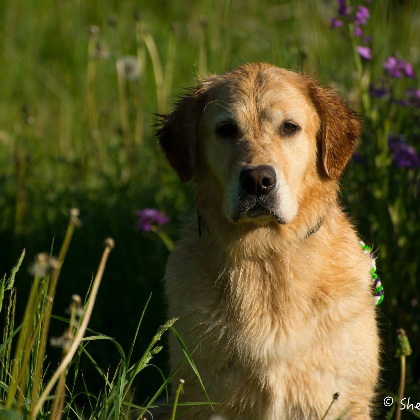 Dog picture