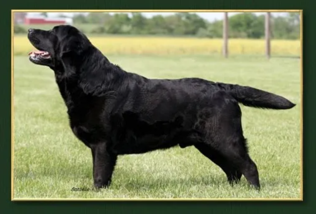 Dog picture