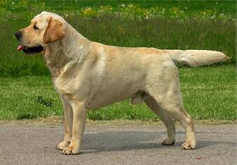 Dog picture