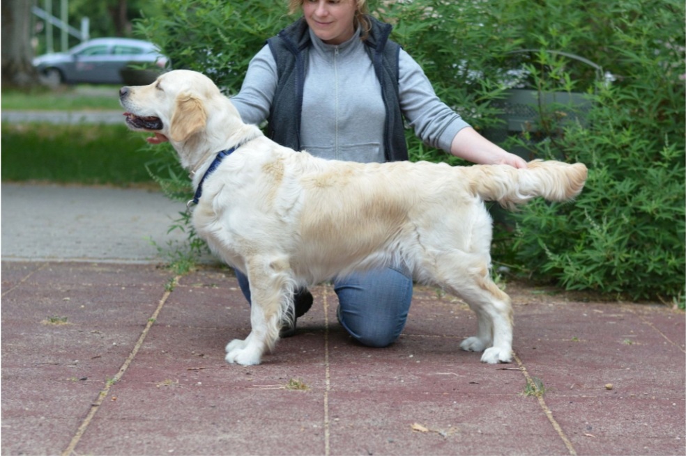 Dog picture