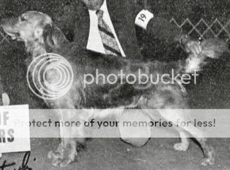 Dog picture