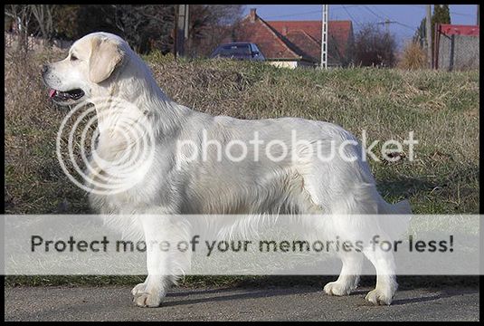 Dog picture